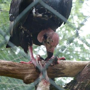 Red-headed vulture -Tierpark Berlin (2024)