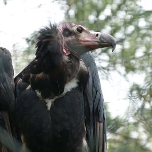 Red-headed vulture -Tierpark Berlin (2024)