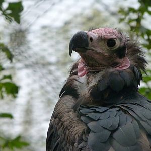 Red-headed vulture -Tierpark Berlin (2024)