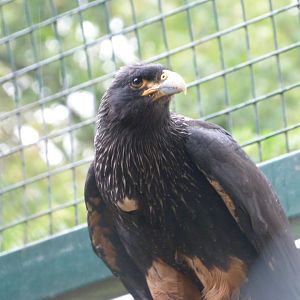 Stirated caracara -Tierpark Berlin (2024)
