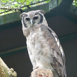 Verreaux eagle-owl -Tierpark Berlin (2024)