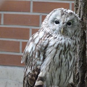 Ural owl -Tierpark Berlin (2024)