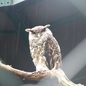 Sri Lankan spot-bellied eagle-owl -Tierpark Berlin (2024)
