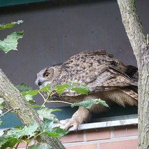 Turkmenian eagle-owl -Tierpark Berlin (2024)