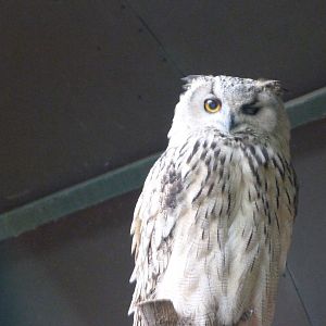 Turkmenian eagle-owl -Tierpark Berlin (2024)