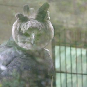 Harpy eagle -Tierpark Berlin (2024)