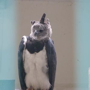 Harpy eagle -Tierpark Berlin (2024)
