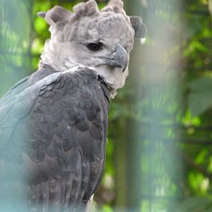 Harpy eagle -Tierpark Berlin (2024)