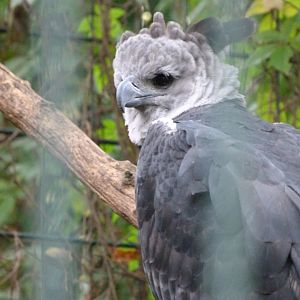Harpy eagle -Tierpark Berlin (2024)