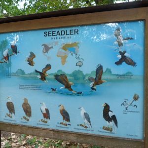 Sea eagles sign -Tierpark Berlin (2024)