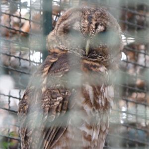 Rusty-barred owl -Tierpark Berlin (2024)