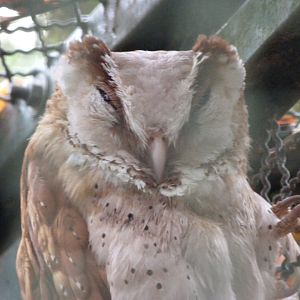 Oriental bay owl -Tierpark Berlin (2024)