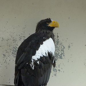 Steller's sea eagle -Tierpark Berlin (2024)