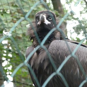Cinereous vulture -Tierpark Berlin (2024)