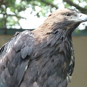 Eastern imperial eagle -Tierpark Berlin (2024)
