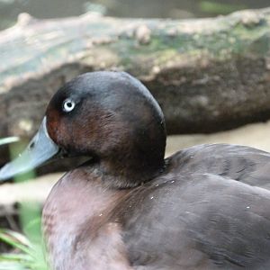 Baer's pochard -Tierpark Berlin (2024)