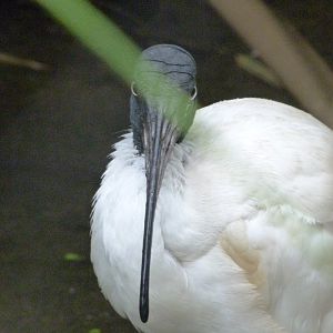 Madagascar sacred ibis -Tierpark Berlin (2024)