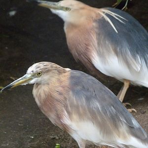 Javan pond-herons -Tierpark Berlin (2024)