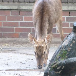 Burmese brow-antlered deer -Tierpark Berlin (2024)