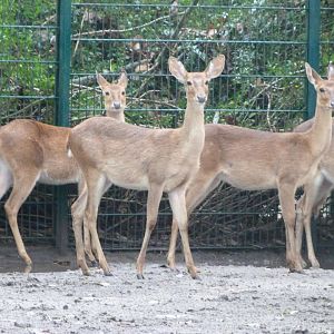 Burmese brow-antlered deer -Tierpark Berlin (2024)
