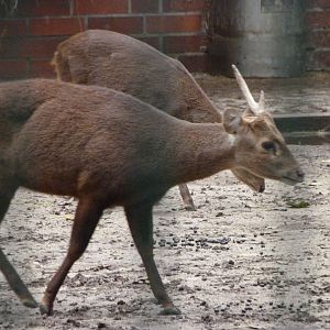 Bawean deer -Tierpark Berlin (2024)