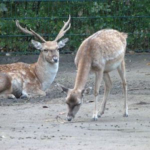 Persian fallow deer -Tierpark Berlin (2024)