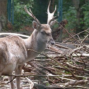 Persian fallow deer -Tierpark Berlin (2024)