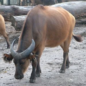 Forest buffalo -Tierpark Berlin (2024)