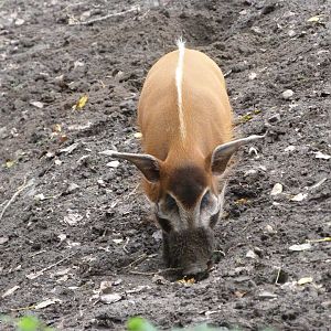 Red river hog -Tierpark Berlin (2024)