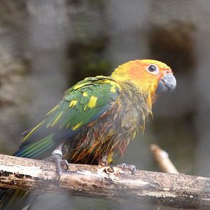 Sun conure -Tierpark Berlin (2024)
