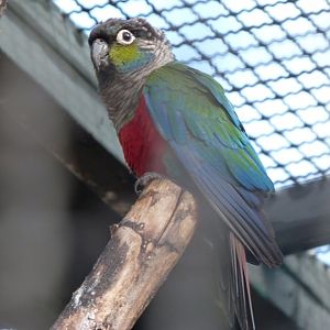 Crismon-bellied parakeet -Tierpark Berlin (2024)