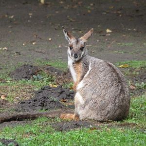Yellow-footed rock wallaby -Tierpark Berlin (2024)
