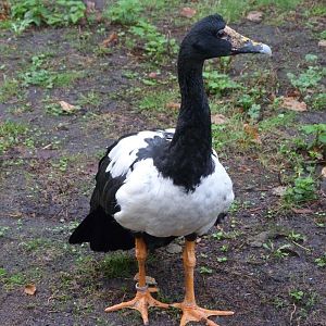 Magpie goose -Tierpark Berlin (2024)