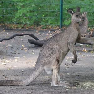 Tasmanian eastern gray kangaroo -Tierpark Berlin (2024)