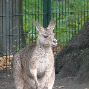 Tasmanian eastern gray kangaroo -Tierpark Berlin (2024)