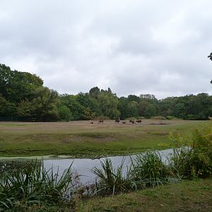 South American camelid plains -Tierpark Berlin (2024)