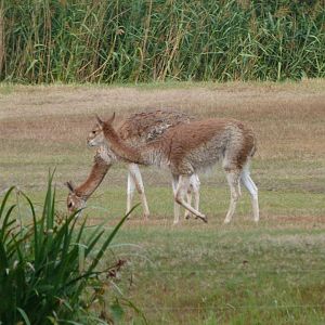 Vicuñas -Tierpark Berlin (2024)