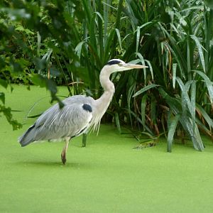 Grey heron -Tierpark Berlin (2024)