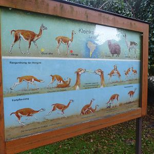 South American camelid sign -Tierpark Berlin (2024)