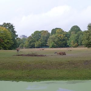 Guanaco and Patagonian mara exhibit -Tierpark Berlin (2024)