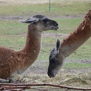 Guanacos -Tierpark Berlin (2024)