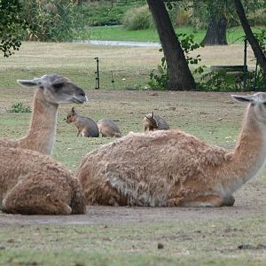 Guanacos and Patagonian maras -Tierpark Berlin (2024)