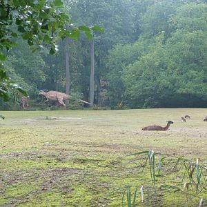 Guanaco and Patagonian mara exhibit -Tierpark Berlin (2024)