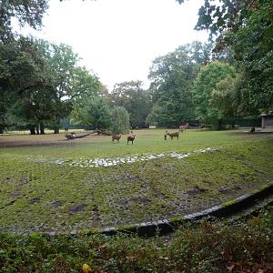Nilgai and Common hog deer exhibit -Tierpark Berlin (2024)