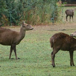 Common hog deer -Tierpark Berlin (2024)