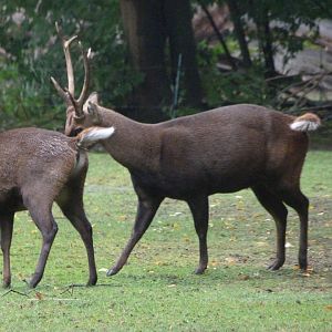 Common hog deer -Tierpark Berlin (2024)