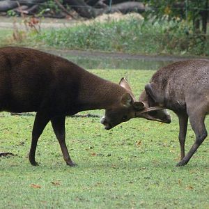 Common hog deer -Tierpark Berlin (2024)