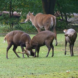 Common hog deer and Nilgai -Tierpark Berlin (2024)
