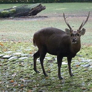 Common hog deer -Tierpark Berlin (2024)