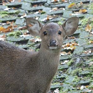 Common hog deer -Tierpark Berlin (2024)